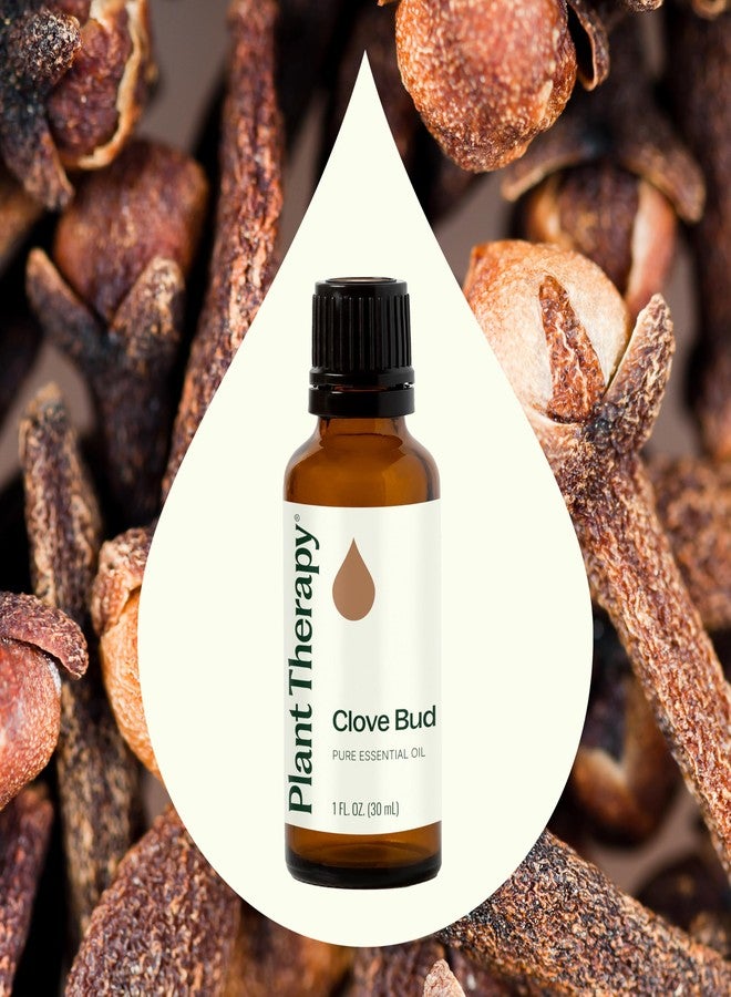 Plant Therapy Clove Bud Essential Oil 100% Pure, Undiluted, Natural Aromatherapy, Therapeutic Grade 30 ml (1 oz) - Image 3